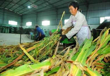 人类接受猪肾移植测试初步成功